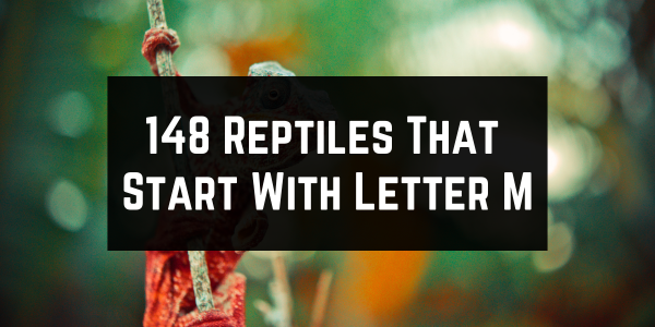 Reptiles That Start With The Letter M