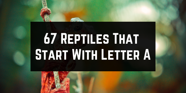 Reptiles That Start With The Letter A