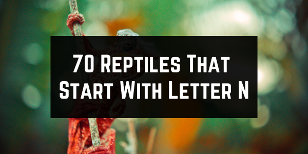 Reptiles That Start With The Letter N